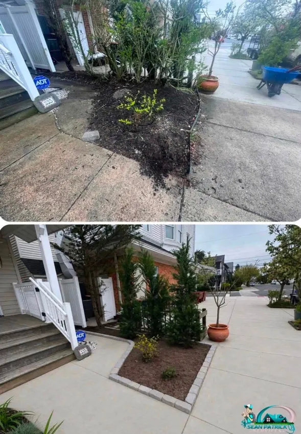 Front yard bed install with arborvitae and paver-edged mulch bed before and after in Margate NJ