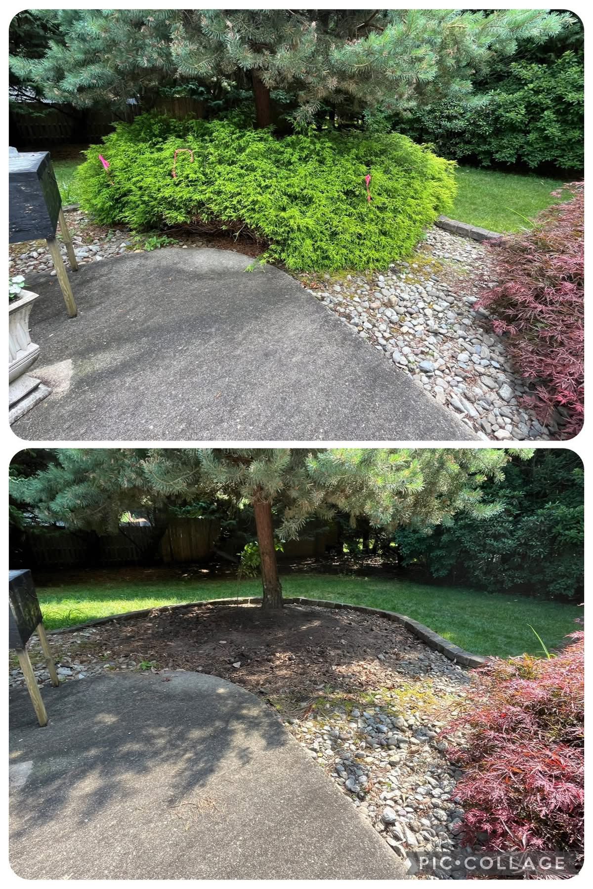 Landscape bed cleanup before and after