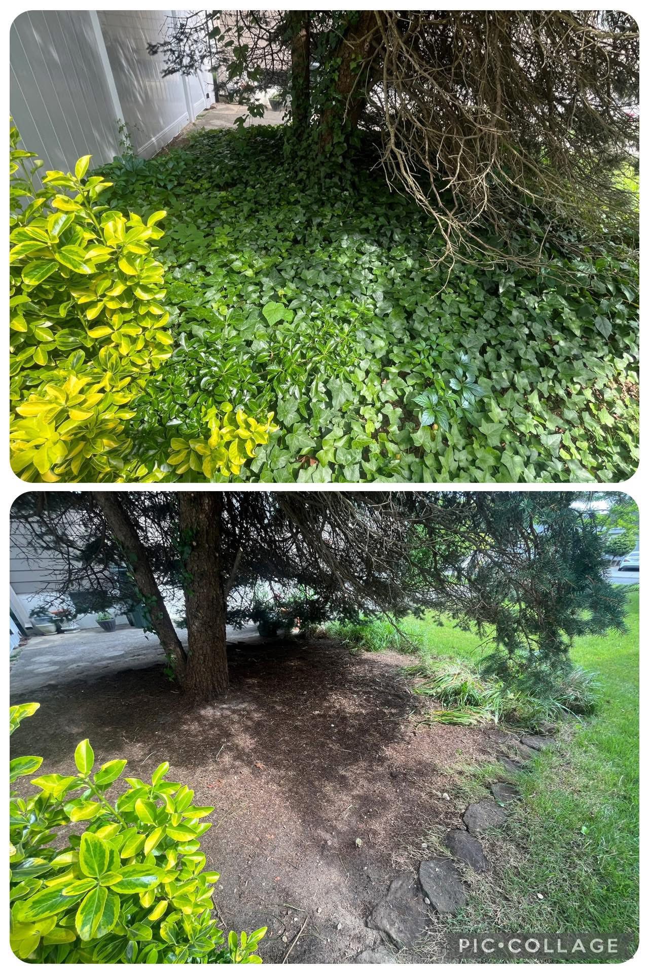Brush and overgrowth cleanup before and after