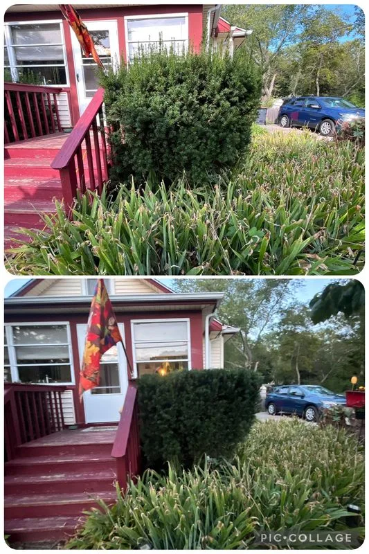 Professional shrub trimming