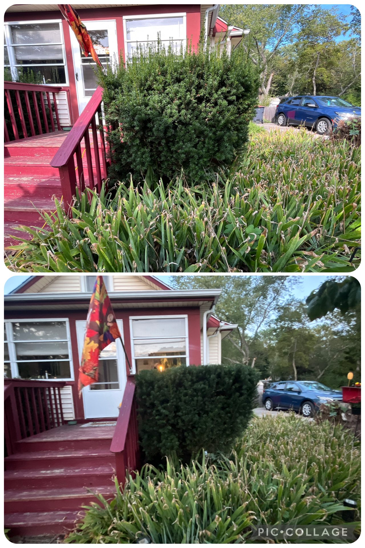 Professional shrub trimming