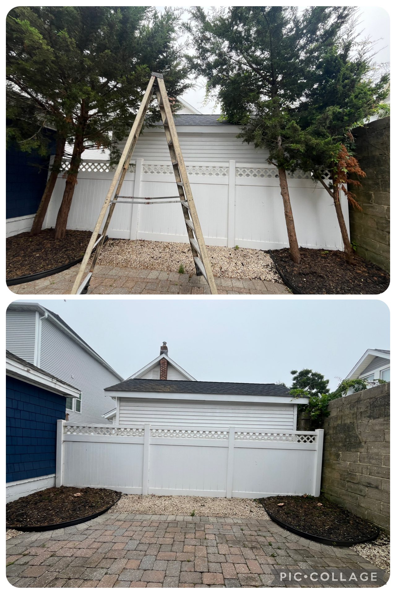 Tree trimming before and after