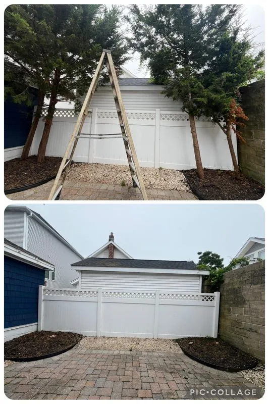 Tree trimming before and after